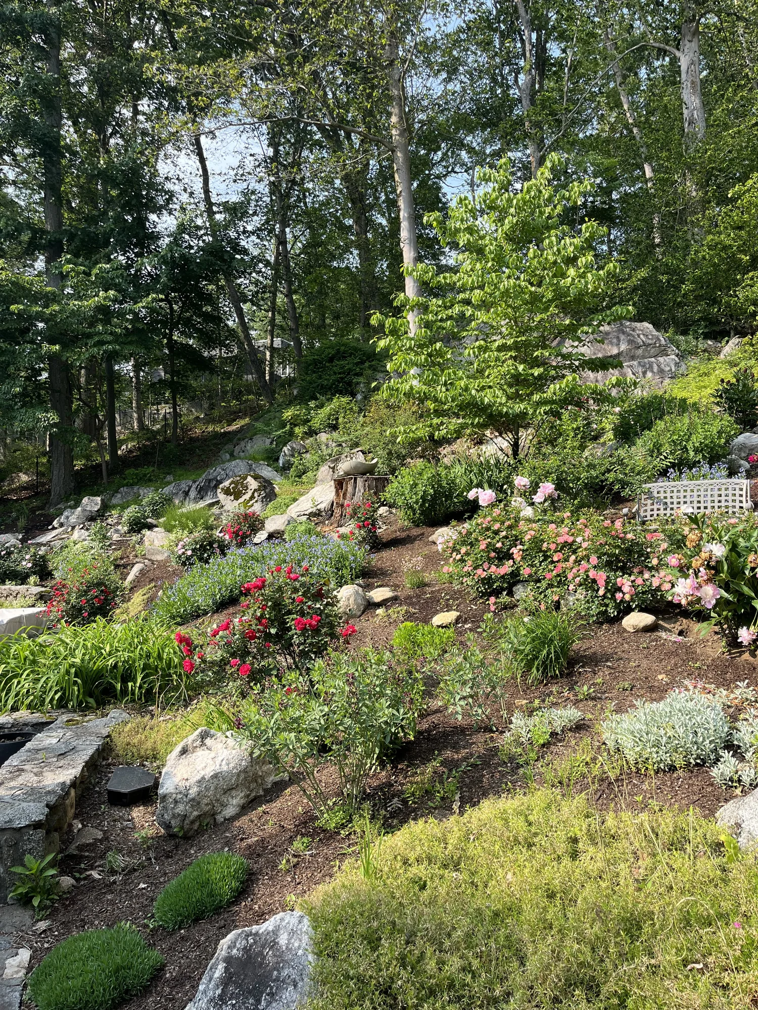 Landscaped garden with trimmed lawn, flowering plants and shrubs